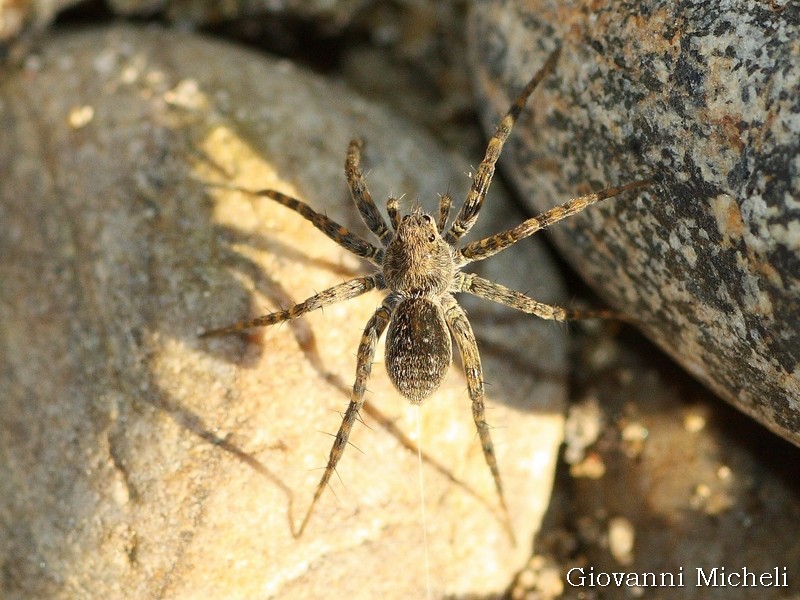 Pardosa cfr.  wagleri  - Pontevecchio di Magenta (MI)